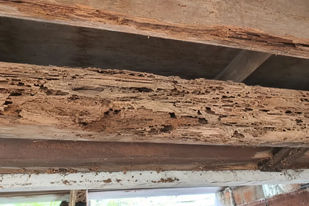 Solives rongées par les termites