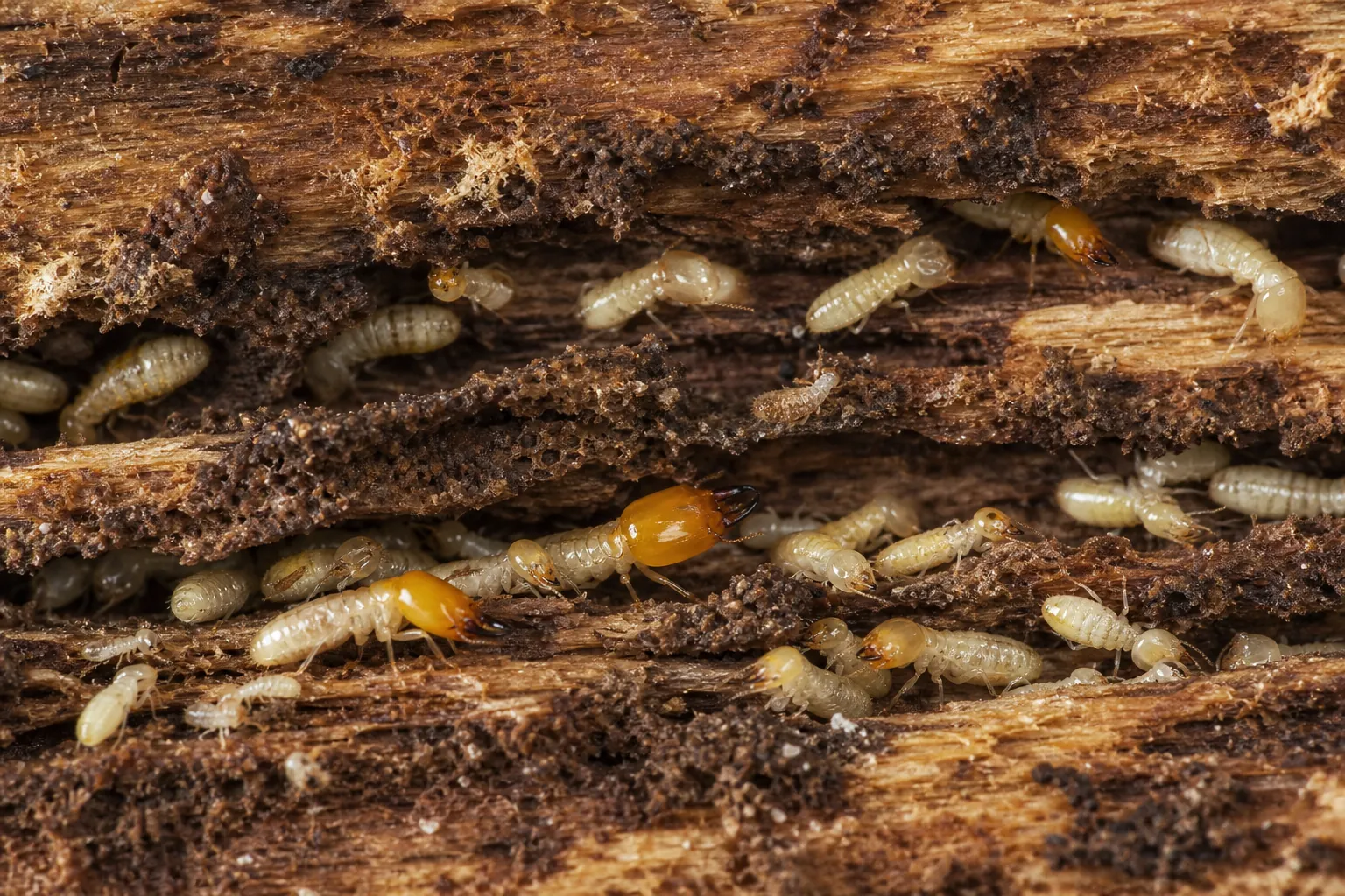 Termites ouvriers dans les galeries d’un bois attaqué